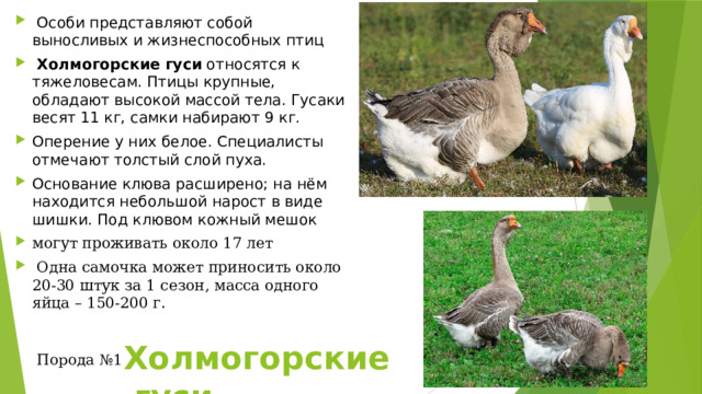 Особи представляют собой выносливых и жизнеспособных птиц   Холмогорские   гуси  относятся к тяжеловесам. Птицы крупные, обладают высокой массой тела. Гусаки весят 11 кг, самки набирают 9 кг. Оперение у них белое. Специалисты отмечают толстый слой пуха. Основание клюва расширено; на нём находится небольшой нарост в виде шишки. Под клювом кожный мешок могут проживать около 17 лет  Одна самочка может приносить около 20-30 штук за 1 сезон, масса одного яйца – 150-200 г.