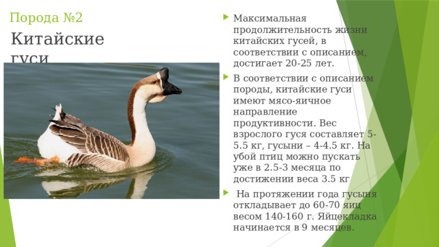 Порода №2 Максимальная продолжительность жизни китайских гусей, в соответствии с описанием, достигает 20-25 лет. В соответствии с описанием породы, китайские гуси имеют мясо-яичное направление продуктивности. Вес взрослого гуся составляет 5-5.5 кг, гусыни – 4-4.5 кг. На убой птиц можно пускать уже в 2.5-3 месяца по достижении веса 3.5 кг  На протяжении года гусыня откладывает до 60-70 яиц весом 140-160 г. Яйцекладка начинается в 9 месяцев. Китайские гуси