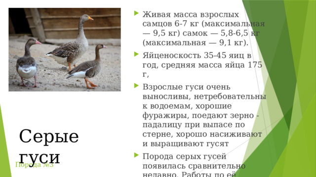 Живая масса взрослых самцов 6-7 кг (максимальная — 9,5 кг) самок — 5,8-6,5 кг (максимальная — 9,1 кг). Яйценоскость 35-45 яиц в год, средняя масса яйца 175 г, Взрослые гуси очень выносливы, нетребовательны к водоемам, хорошие фуражиры, поедают зерно - падалицу при выпасе по стерне, хорошо насиживают и выращивают гусят Порода серых гусей появилась сравнительно недавно. Работы по её выведению начались в 30-х годах XX века