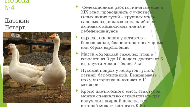 Порода №4  Селекционные работы, начатые еще в XIX веке, проводились с участием серых диких гусей – крупных мясо-сальных водоплавающих, наиболее активных яйценосных линий и лебедей-шипунов окраска оперения у легартов – белоснежная, без посторонних черных или серых вкраплений Масса молодняка тяжелых птиц в возрасте от 8 до 10 недель достигает 6 кг, спустя месяц – более 7 кг. Пуховой покров у легартов густой, легкий, белоснежный. Выщипывать его у молодняка начинают с 11 месяцев Кроме диетического мяса, этих гусей можно специально откармливать для получения жирной печени, вес которой может достигать 0,8 г Датский Легарт