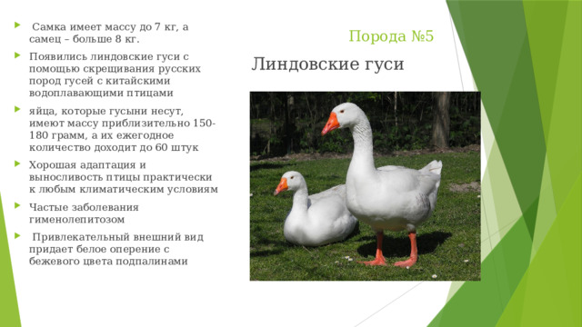 Порода №5  Самка имеет массу до 7 кг, а самец – больше 8 кг. Появились линдовские гуси с помощью скрещивания русских пород гусей с китайскими водоплавающими птицами яйца, которые гусыни несут, имеют массу приблизительно 150-180 грамм, а их ежегодное количество доходит до 60 штук Хорошая адаптация и выносливость птицы практически к любым климатическим условиям Частые заболевания гименолепитозом  Привлекательный внешний вид придает белое оперение с бежевого цвета подпалинами Линдовские гуси