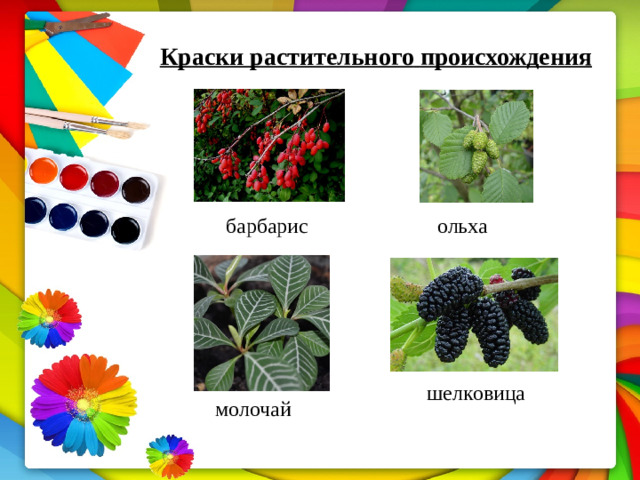Краски  растительного  происхождения   барбарис ольха шелковица молочай