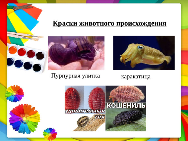 Краски  животного  происхождения   Пурпурная улитка каракатица