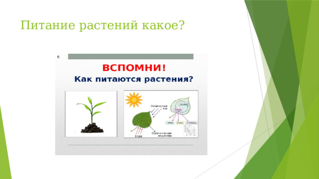 Питание растений какое? Вспомните, ребята, как питаются растения Ответы: питаются из почвы (почвенное питание) и воздухом (возушное питание через поверхность листовой пластины) Фотосинтез — процесс, при котором растения, водоросли и цианобактерии преобразуют углекислый газ и воду в органические вещества (глюкозу), выделяя кислород. Открытие фотосинтеза связано с экспериментами учёных, которые показали, что растения, используя энергию солнечного света, способны создавать органические вещества из углекислого газа и воды и выделять кислород.