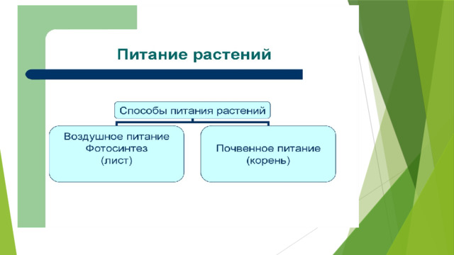 А вы знаете, что многие ученые проводили исследования и открыли процесс фотосинтеза. Например: Ян Ингенхауз в 1779 году обнаружил, что в присутствии света зеленые части растений выделяют пузырьки, а в тени это явление прекращалось. Ученый определил, что выделялся кислород. И также Ингенхауз обнаружил, что в темноте выделялся углекислый газ. Проанализировав полученные данные определил, что масса растения происходит из воздуха, а не только из воды и питательных веществ.