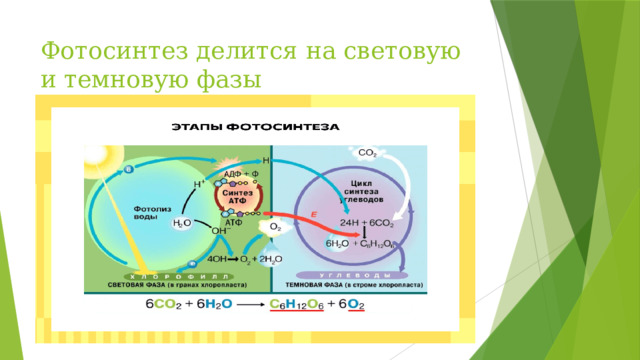 Фотосинтез делится на световую и темновую фазы Процесс фотосинтеза включает 2 фазы: Световая фаза: На свету- На мембранах тиллакоидов; Темновая фаза: На свету и в темноте - В строме хлоропласта В световой фазе солнечная энергия преобразуется в химическую с образованием молекул АТФ (аденозинтрифосфорная кислота) и НАДФН Никотинамидадениндинуклеотидфосфат Темновая фаза -это этап, в котором из углекислого газа и веществ, образовавшихся в световой фазе, синтезируется глюкоза (сахар).