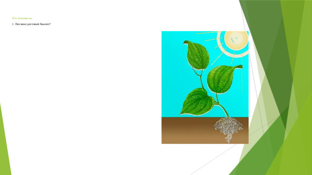 Что запомнили:   1. Питание растений бывает?