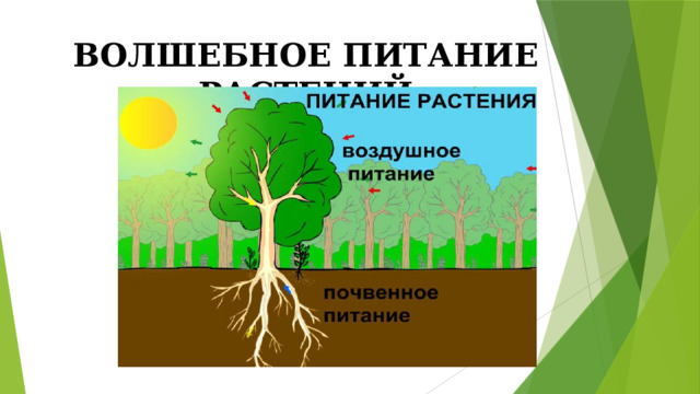 ВОЛШЕБНОЕ ПИТАНИЕ РАСТЕНИЙ