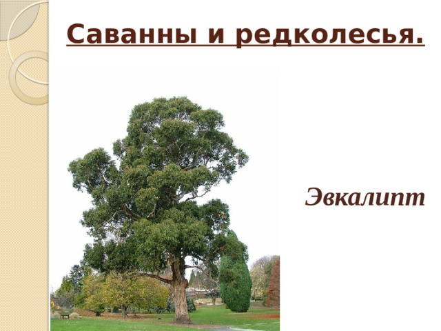 Саванны и редколесья. Эвкалипт