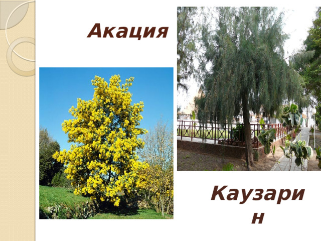 Акация Каузарин