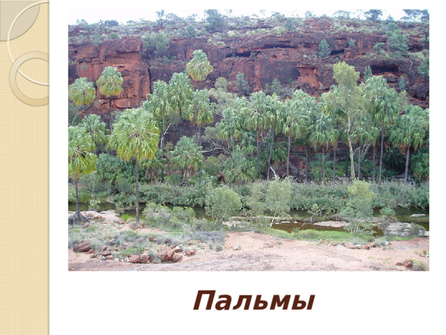 Пальмы