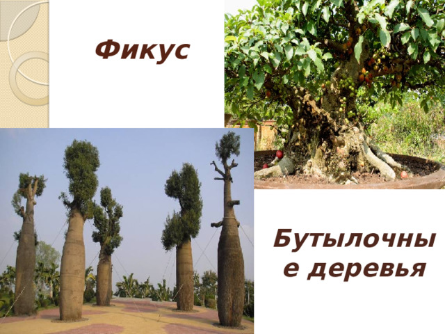 Фикус Бутылочные деревья