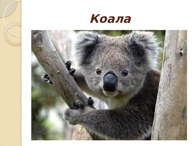 Коала