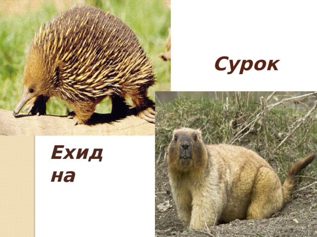Сурок Ехидна