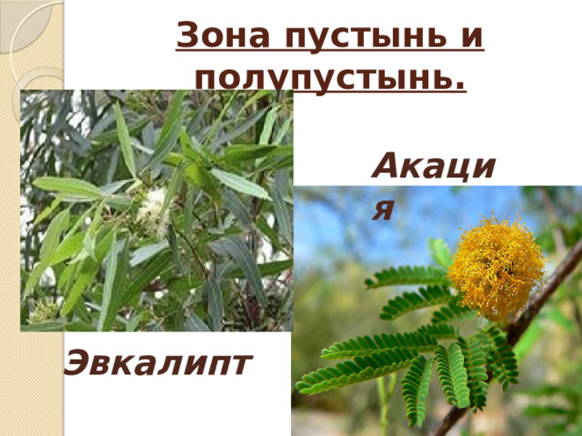 Зона пустынь и полупустынь. Акация Эвкалипт
