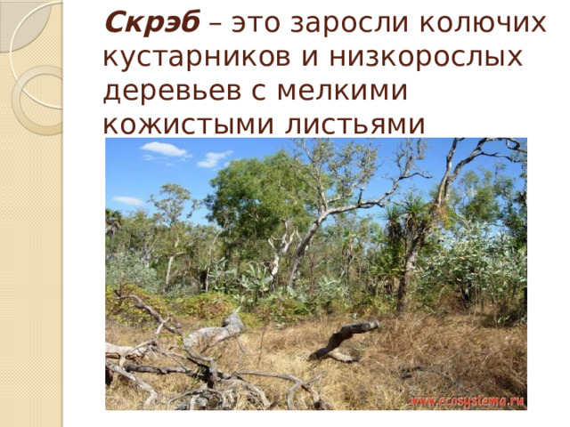 Скрэб – это заросли колючих кустарников и низкорослых деревьев с мелкими кожистыми листьями