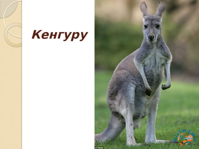 Кенгуру