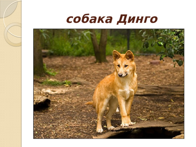 собака Динго