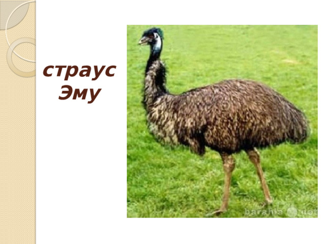 страус Эму