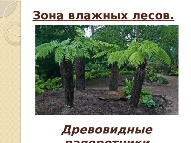Зона влажных лесов. Древовидные папоротники