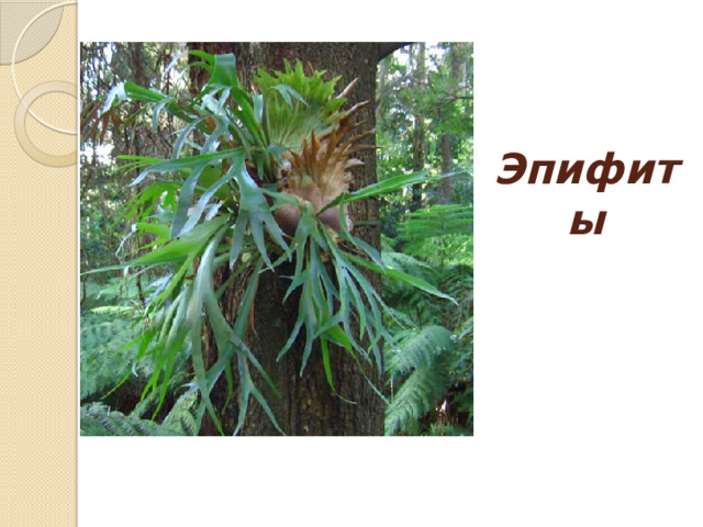 Эпифиты