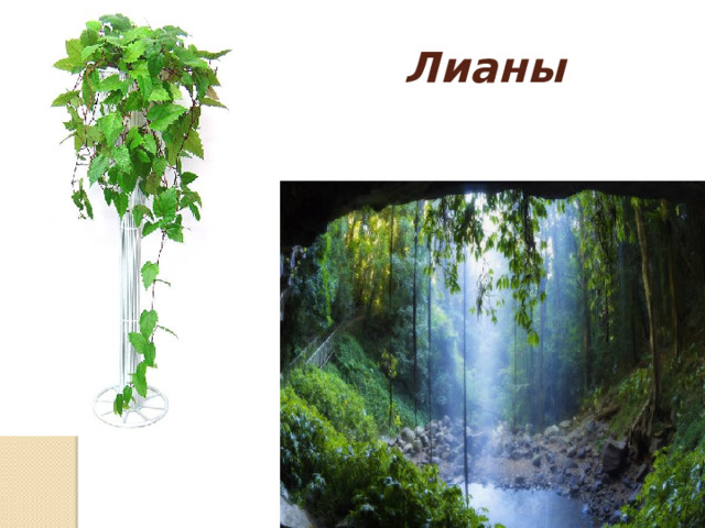 Лианы