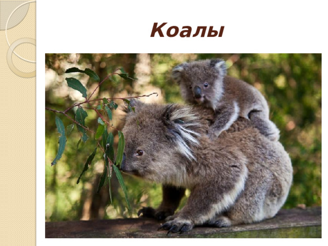 Коалы
