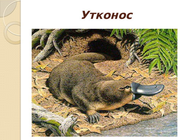Утконос