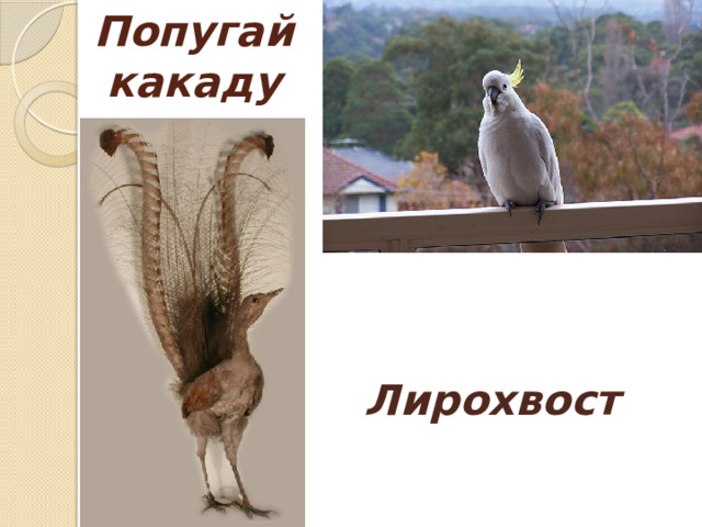 Попугай какаду  Лирохвост