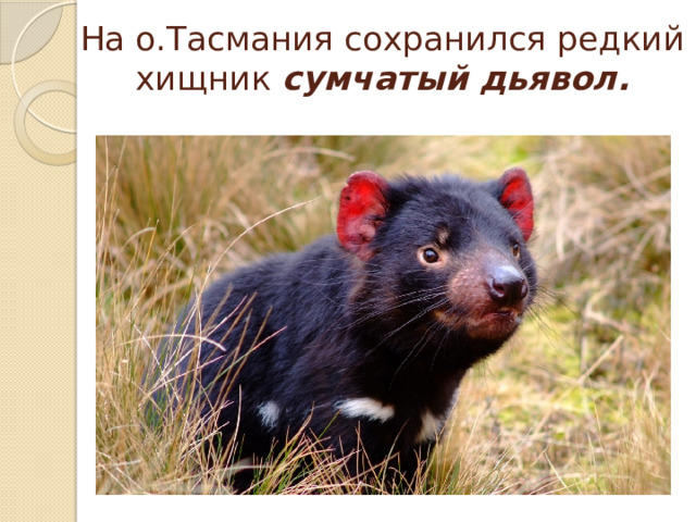 На о.Тасмания сохранился редкий хищник сумчатый дьявол.