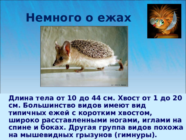 Немного о ежах  Длина тела от 10 до 44 см. Хвост от 1 до 20 см. Большинство видов имеют вид типичных ежей с коротким хвостом, широко расставленными ногами, иглами на спине и боках. Другая группа видов похожа на мышевидных грызунов (гимнуры).