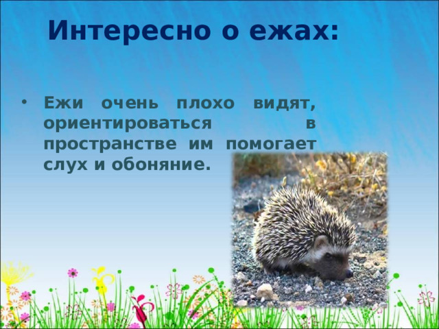 Интересно о ежах: