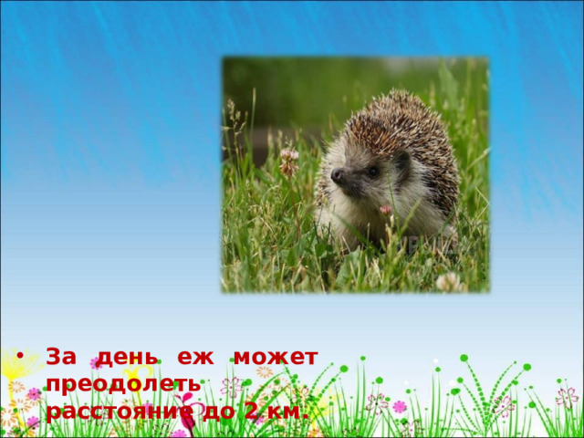 За день еж может преодолеть расстояние до 2 км.