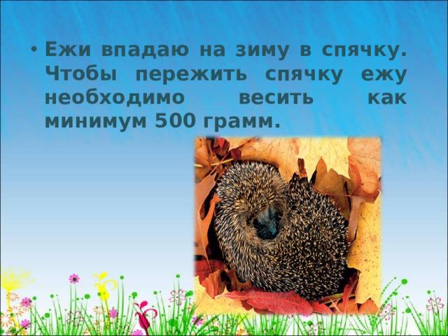 Ежи впадаю на зиму в спячку. Чтобы пережить спячку ежу необходимо весить как минимум 500 грамм.