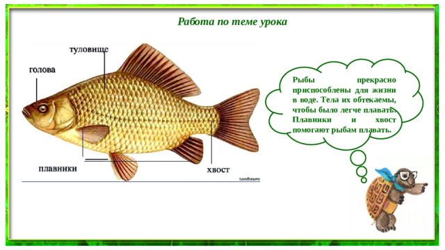 Работа по теме урока  Рыбы прекрасно приспособлены для жизни в воде. Тела их обтекаемы, чтобы было легче плавать. Плавники и хвост помогают рыбам плавать.