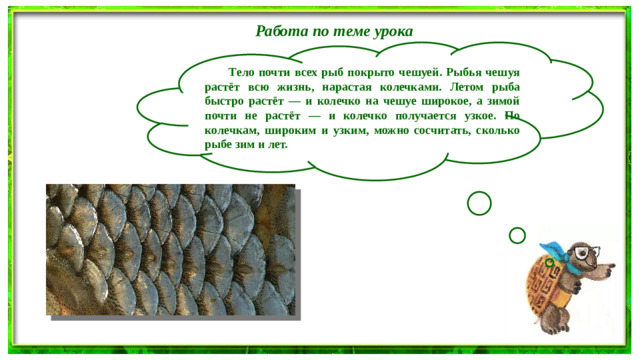 Работа по теме урока   Тело почти всех рыб покрыто чешуей. Рыбья чешуя растёт всю жизнь, нарастая колечками. Летом рыба быстро растёт — и колечко на чешуе широкое, а зимой почти не растёт — и колечко получается узкое. По колечкам, широким и узким, можно сосчитать, сколько рыбе зим и лет.