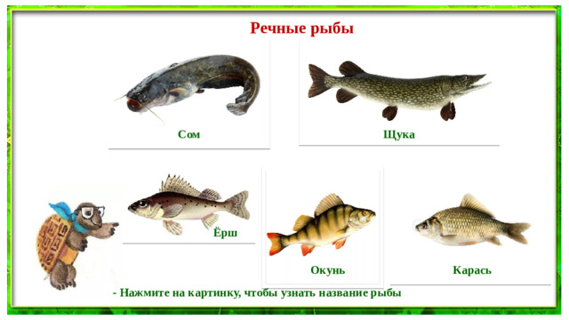 Речные рыбы Сом Щука Ёрш Окунь Карась - Нажмите на картинку, чтобы узнать название рыбы