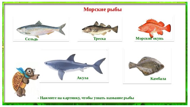 Морские рыбы Морской окунь Треска Сельдь Акула Камбала - Нажмите на картинку, чтобы узнать название рыбы