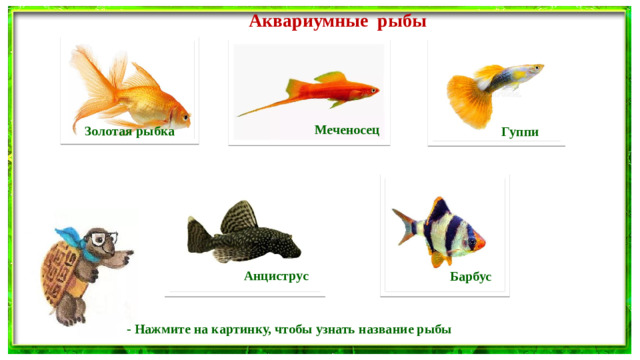 Аквариумные рыбы Меченосец Золотая рыбка Гуппи Анциструс Барбус - Нажмите на картинку, чтобы узнать название рыбы