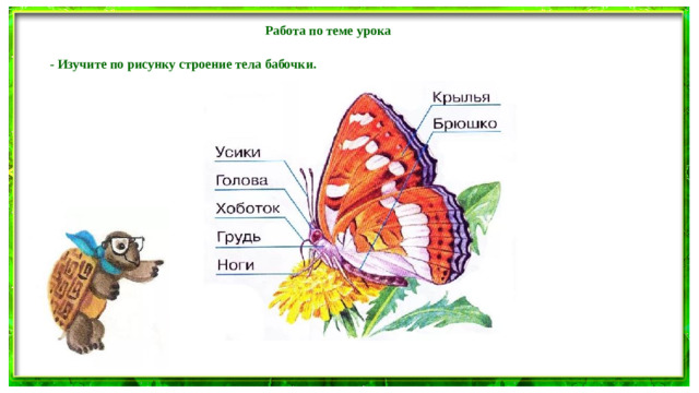 Работа по теме урока  - Изучите по рисунку строение тела бабочки.