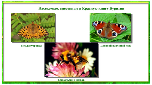 Насекомые, внесенные в Красную книгу Бурятии Дневной павлиний глаз Перламутровка Байкальский шмель
