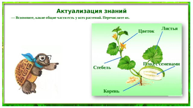 Актуализация знаний — Вспомните, какие общие части есть у всех растений. Перечислите их. Листья Цветок Плод с семенами Стебель Корень