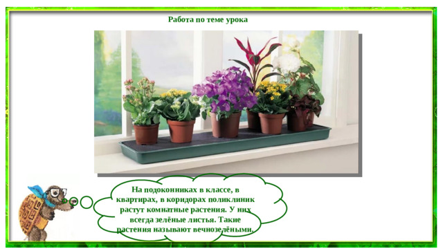 Работа по теме урока  На подоконниках в классе, в квартирах, в коридорах поликлиник растут комнатные растения. У них всегда зелёные листья. Такие растения называют вечнозелёными.