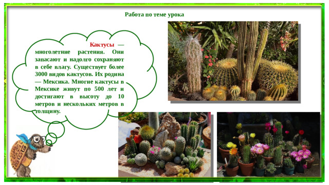Работа по теме урока   Кактусы — многолетние растения. Они запасают и надолго сохраняют в себе влагу. Существует более 3000 видов кактусов. Их родина — Мексика. Многие кактусы в Мексике живут по 500 лет и достигают в высоту до 10 метров и нескольких метров в толщину.