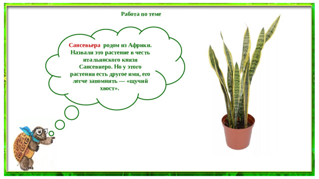 Работа по теме урока Сансевьера родом из Африки. Назвали это растение в честь итальянского князя Сансевиеро. Но у этого растения есть другое имя, его легче запомнить — «щучий хвост».