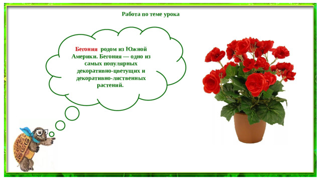 Работа по теме урока Бегония родом из Южной Америки. Бегония — одно из самых популярных декоративно-цветущих и декоративно-лиственных растений.