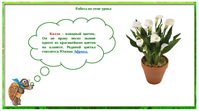 Работа по теме урока  Калла – изящный цветок. Он по праву носит звание одного из красивейших цветов на планете. Родиной цветка считается Южная Африка .