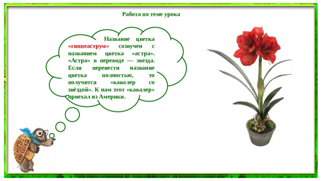 Работа по теме урока   Название цветка «гиппеаструм» созвучен с названием цветка «астра». «Астра» в переводе — звезда. Если перевести название цветка полностью, то получится «кавалер со звёздой». К нам этот «кавалер» приехал из Америки.