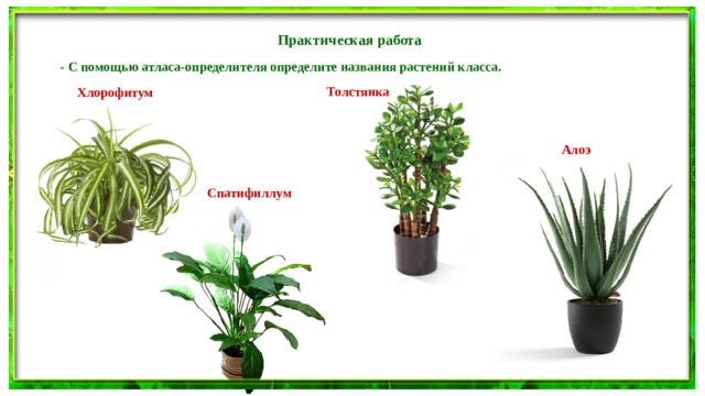 Практическая работа - С помощью атласа-определителя определите названия растений класса. Толстянка Хлорофитум Алоэ Спатифиллум