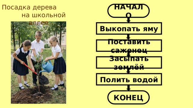 Посадка дерева на школьной аллее НАЧАЛО Выкопать яму Поставить саженец Засыпать землёй Полить водой КОНЕЦ